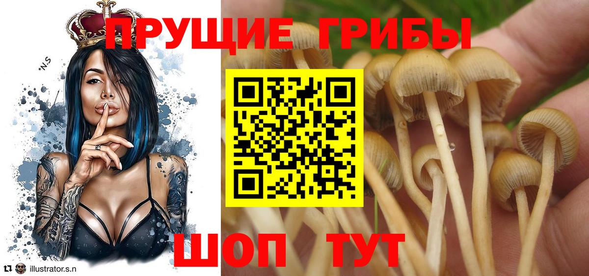 Галлюциногенные грибы Psilocybine cubensis Тула